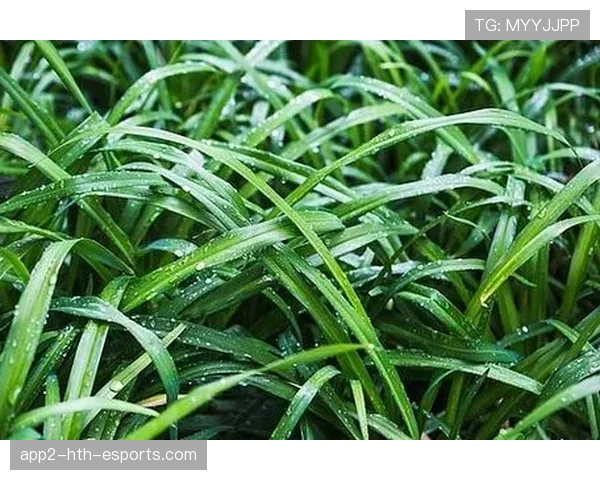 通风系统吹走草坪表面的湿气，草坪的湿度